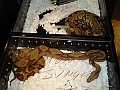 DSC05343