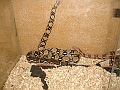 DSC05418