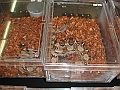 DSC05442
