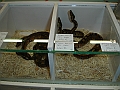 DSC05454
