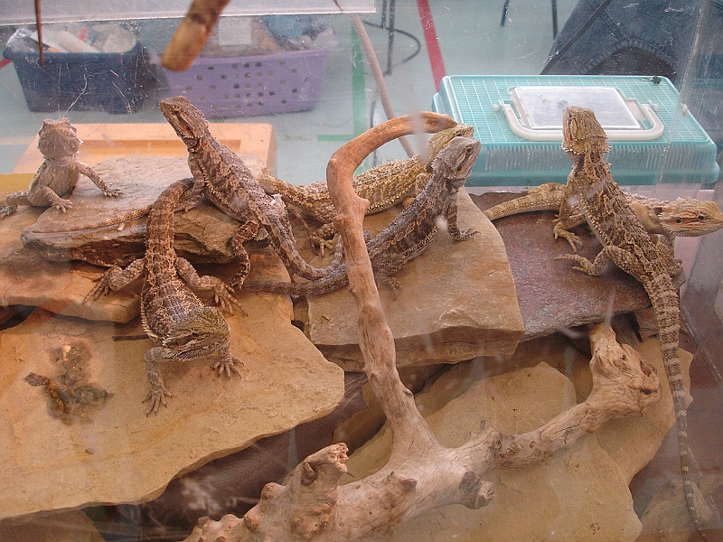 DSC00169.JPG