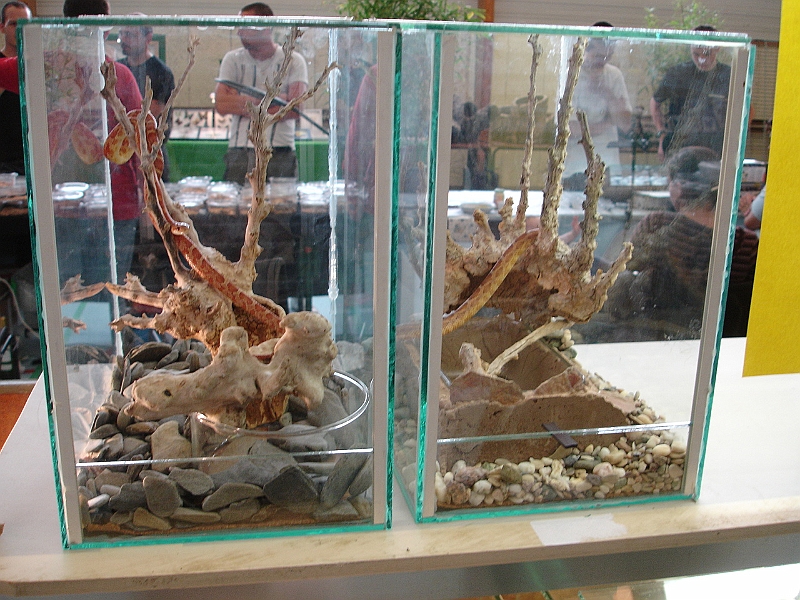 DSC00176.JPG