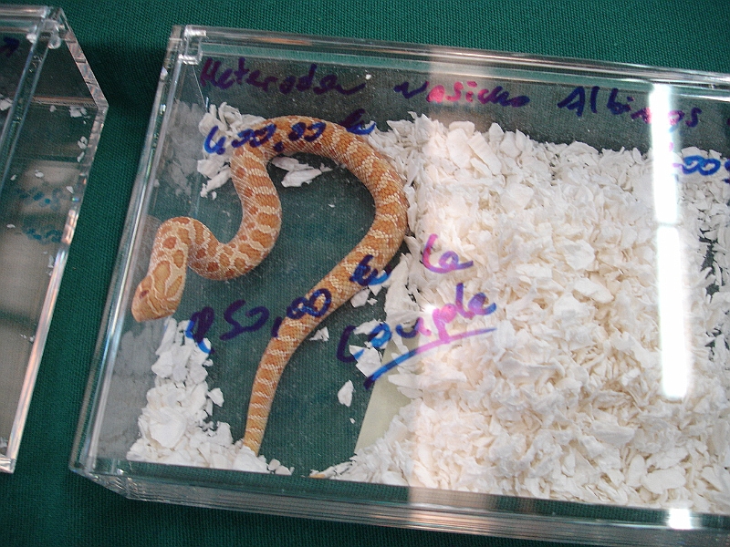 DSC00225.JPG