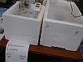 DSC00108