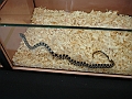 DSC00179