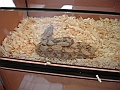 DSC00185