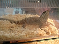 DSC00187