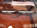 DSC00198