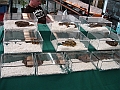DSC00234