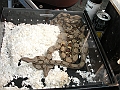DSC00237
