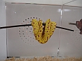 DSC00239