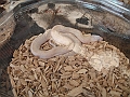 DSC00259