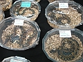 DSC00262