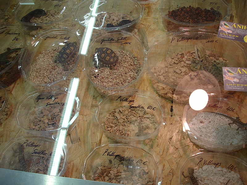 DSC09175.JPG