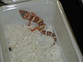 DSC09160