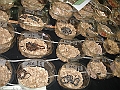DSC09166