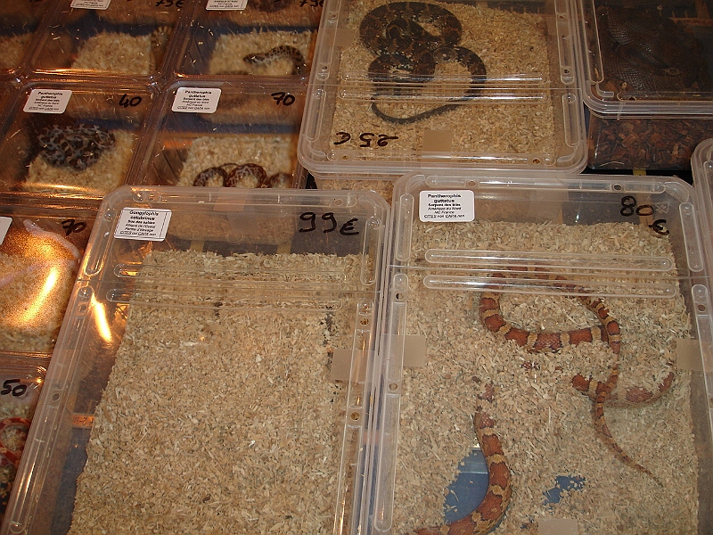 DSC06762.JPG