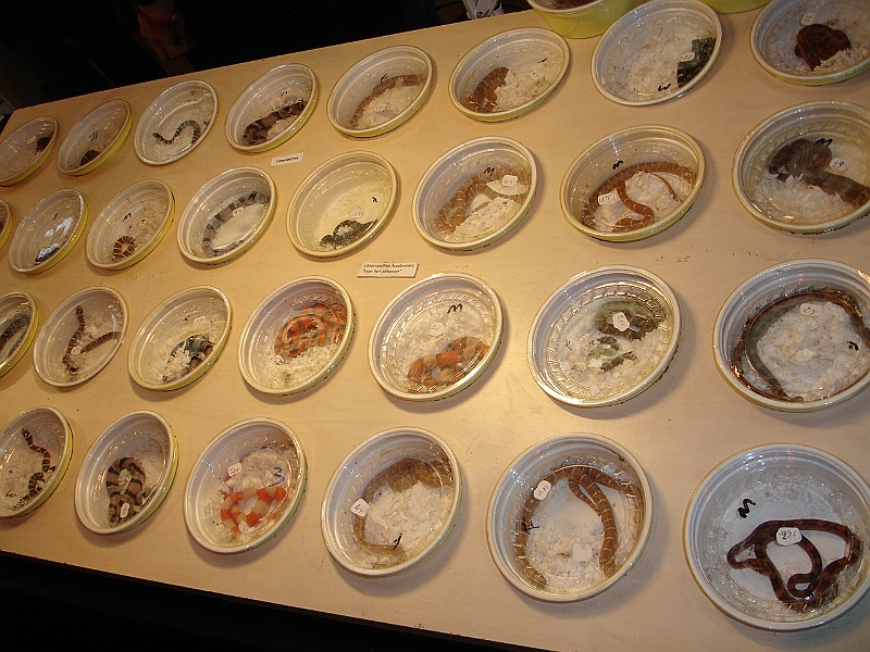 DSC06794.JPG