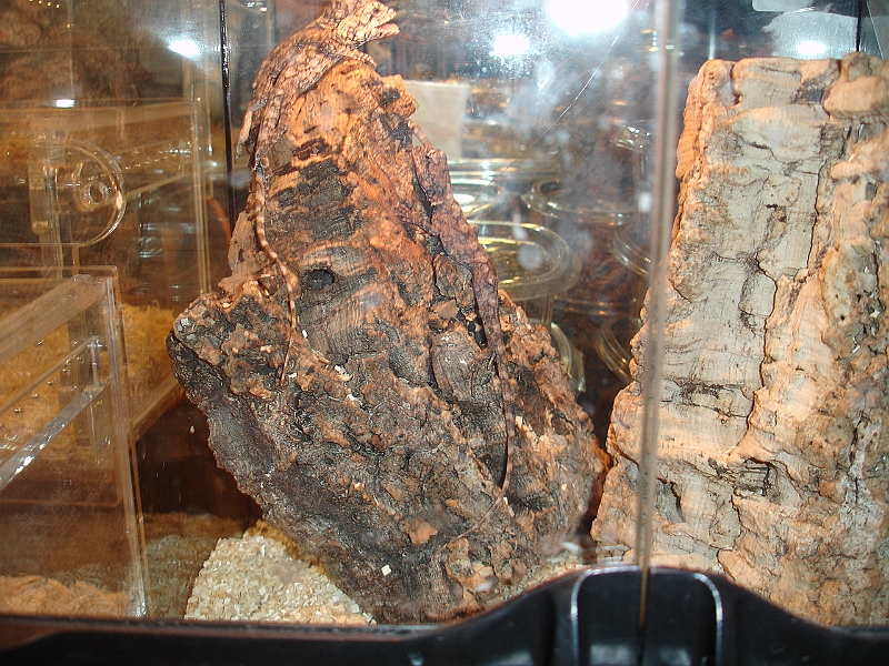 DSC06809.JPG