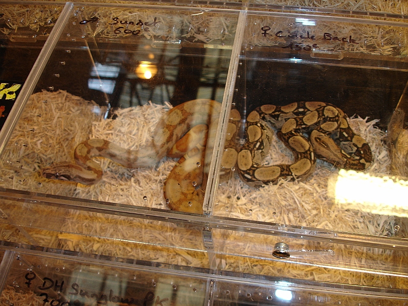 DSC06817.JPG
