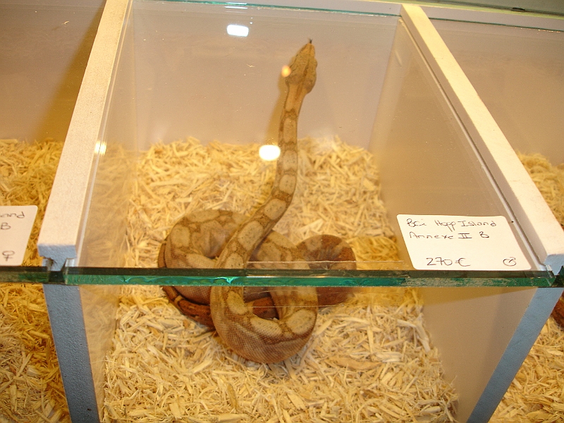 DSC06831.JPG