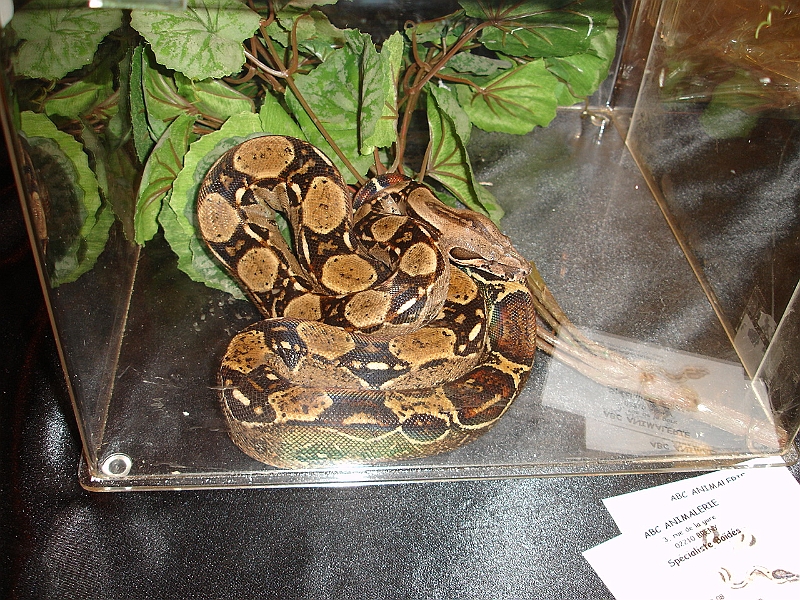 DSC06851.JPG