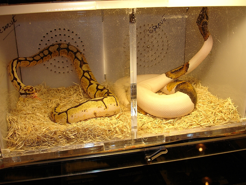 DSC06858.JPG