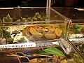 DSC06801
