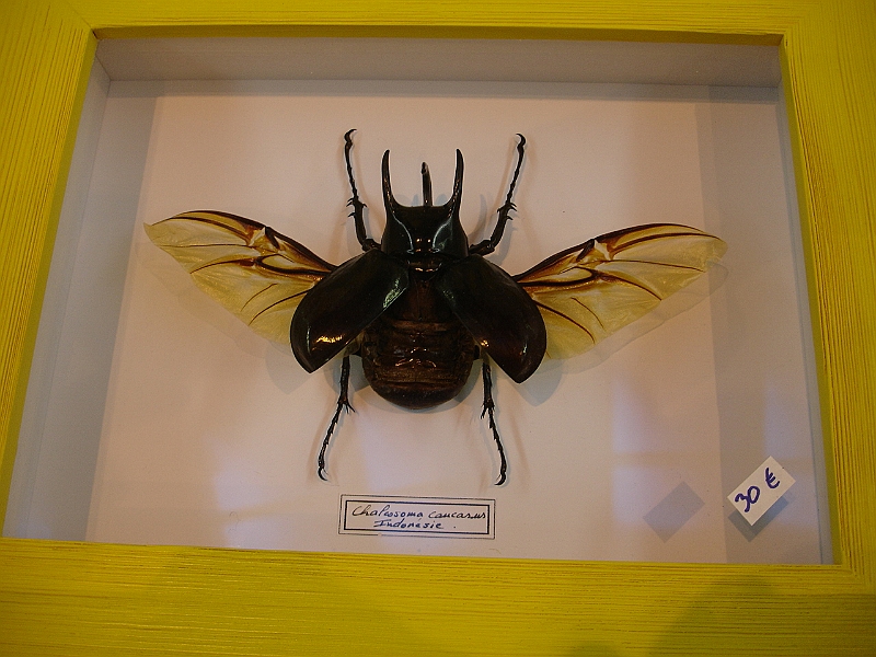 DSC06087.JPG