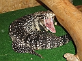 DSC06101