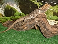 DSC06102