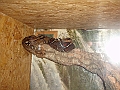 DSC06115