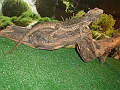 DSC06145