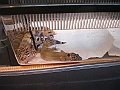 DSC01484