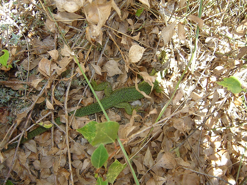 DSC02245.JPG