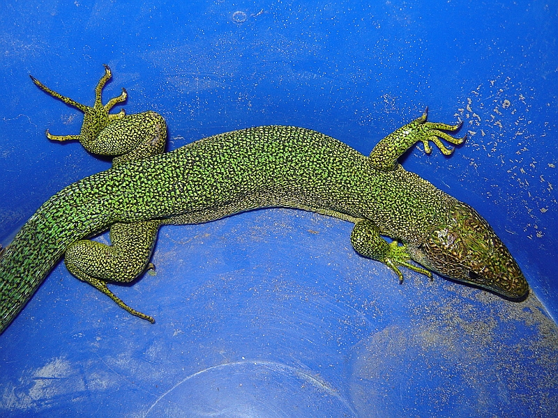 DSC04225.JPG