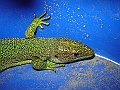 DSC04222