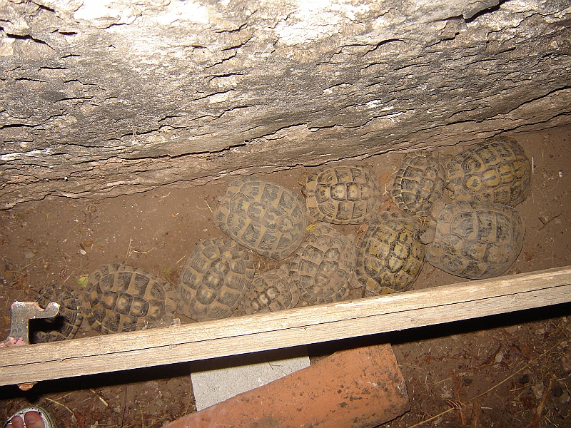 DSC04092.JPG