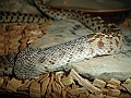 DSC03865