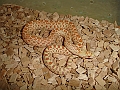 DSC00116
