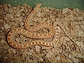 DSC00223