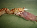 DSC00229