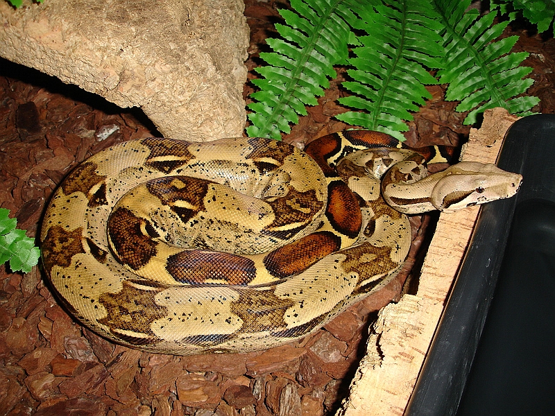 DSC04032.JPG