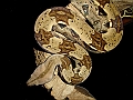 DS04587