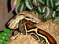 DSC00333