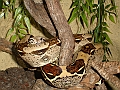 DSC06975