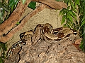 DSC07031